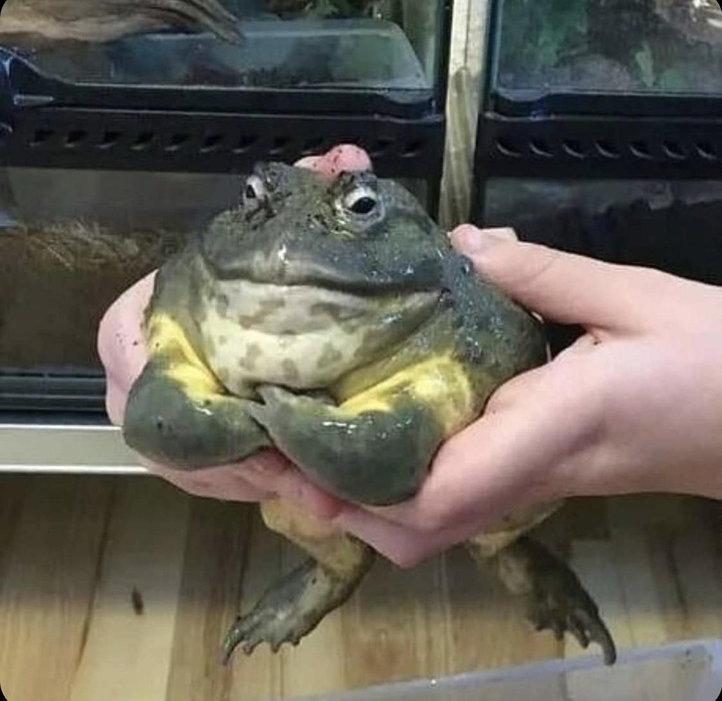 Крутая жаба