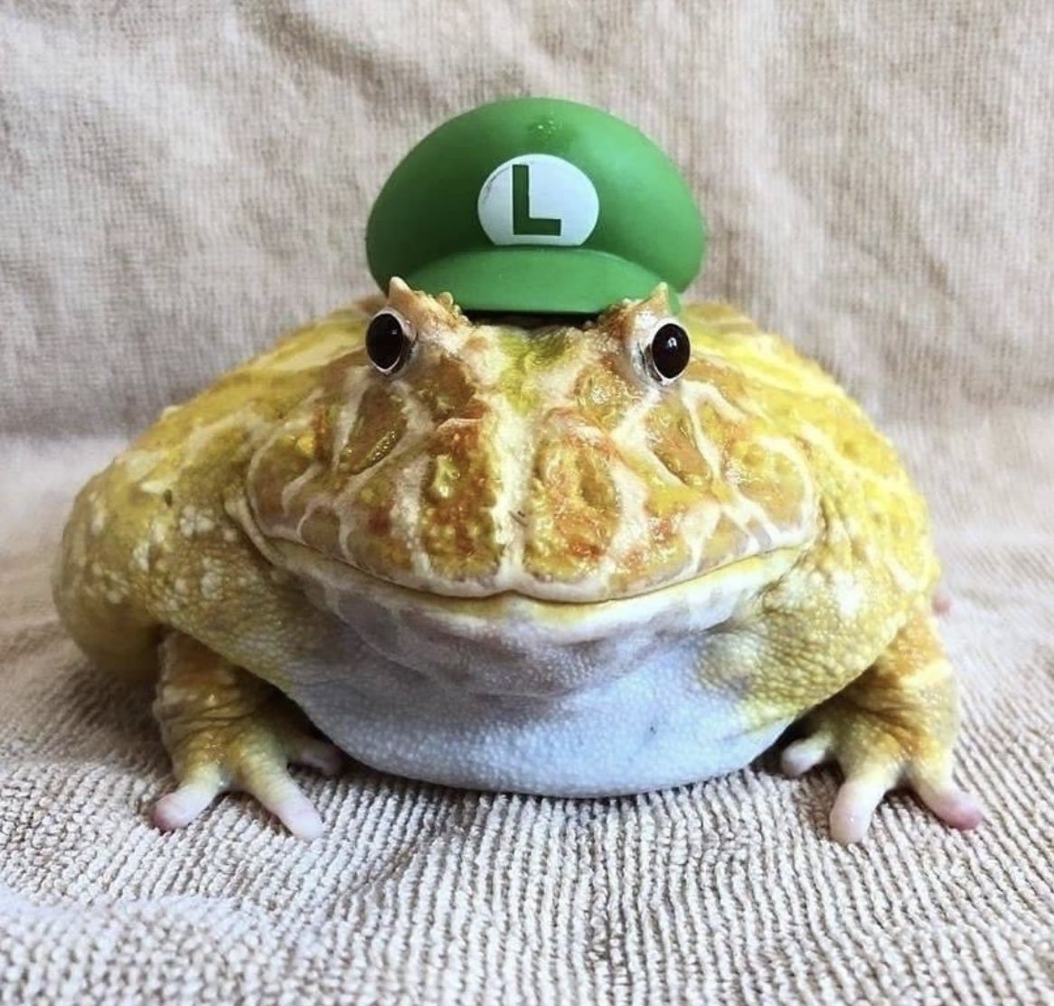 Ксенопус лягушка