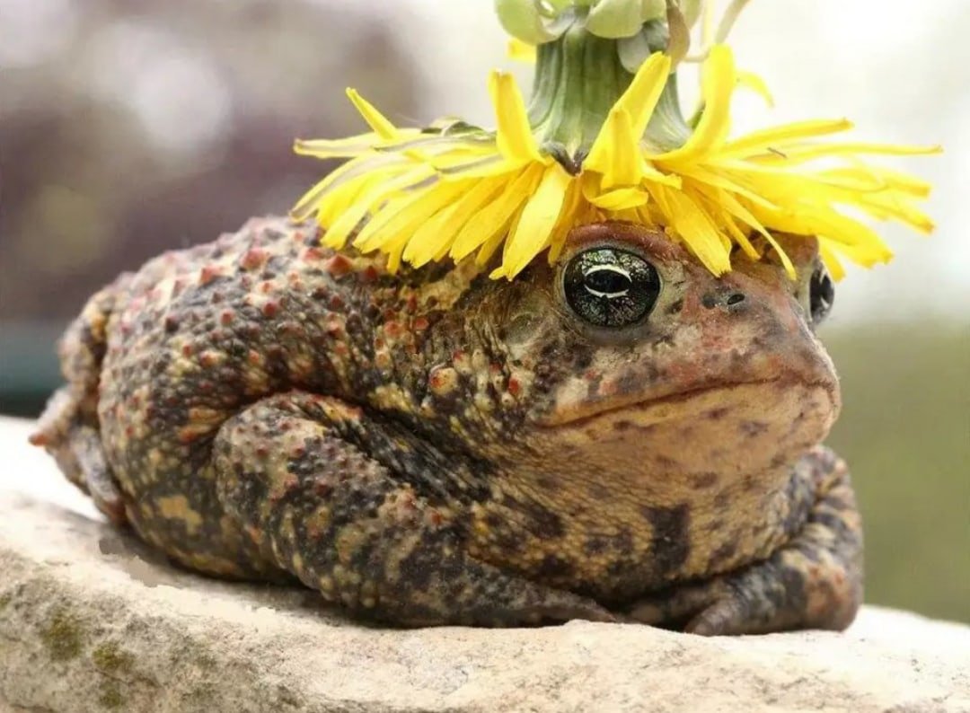 Небольшая жаба на белом фоне