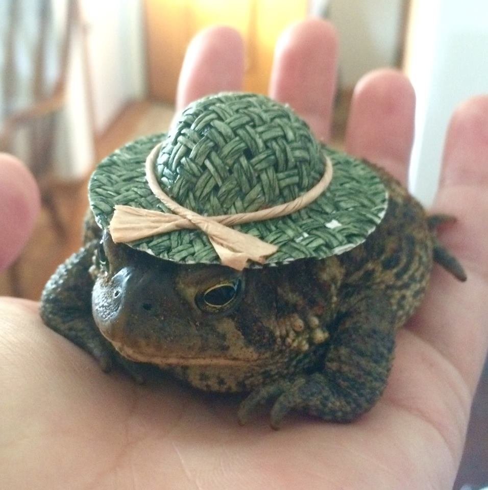 Лягушка в шляпке