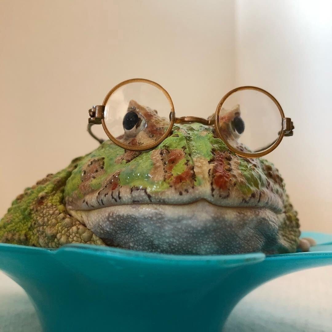 Наглая жаба