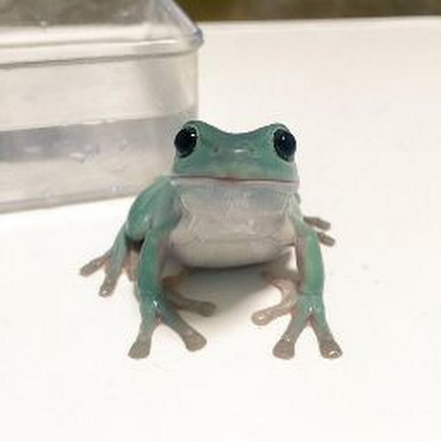 Крутая жаба