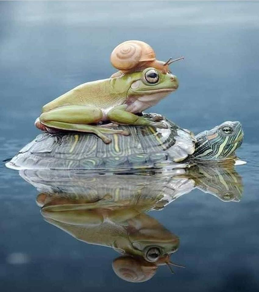 Популярная лягушка