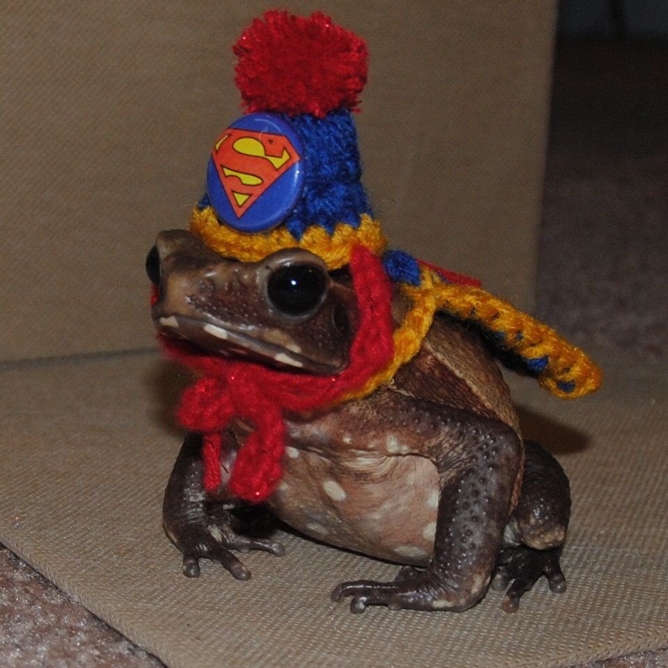 Жаба в шляпе