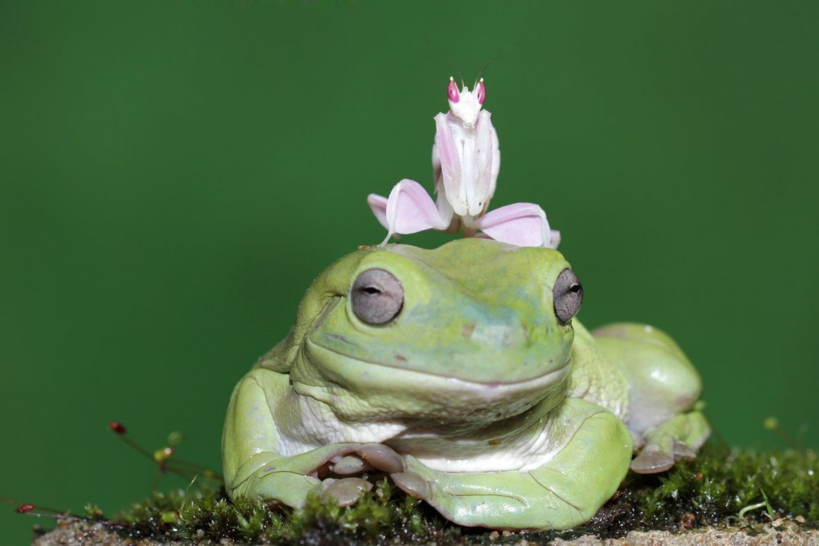 Лягушка Ибрагим