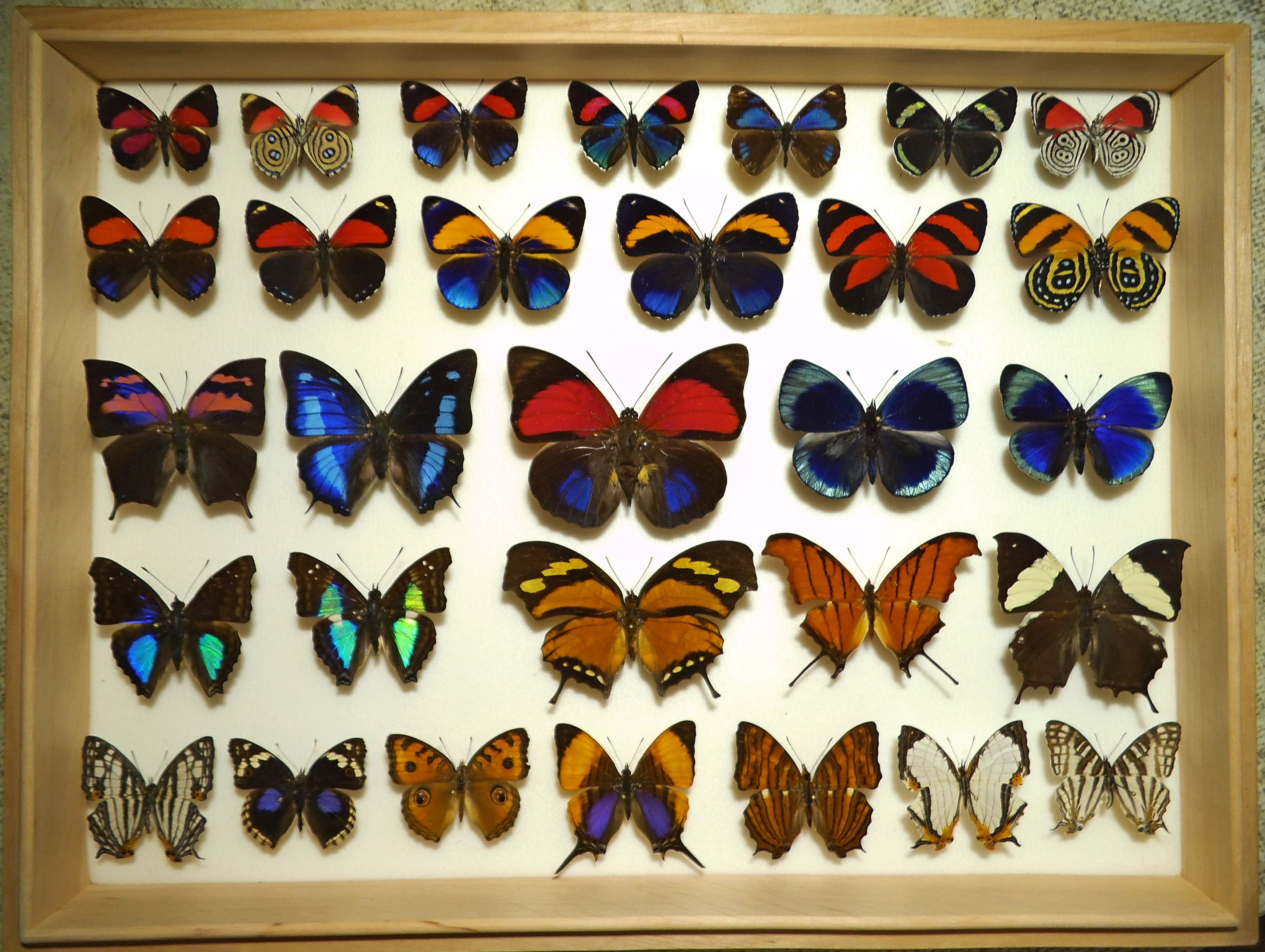 Включи где бабочки. Коллекция бабочек Андрея Чернопятова. Коллекция бабочек Набокова. Коллекционирование бабочек.
