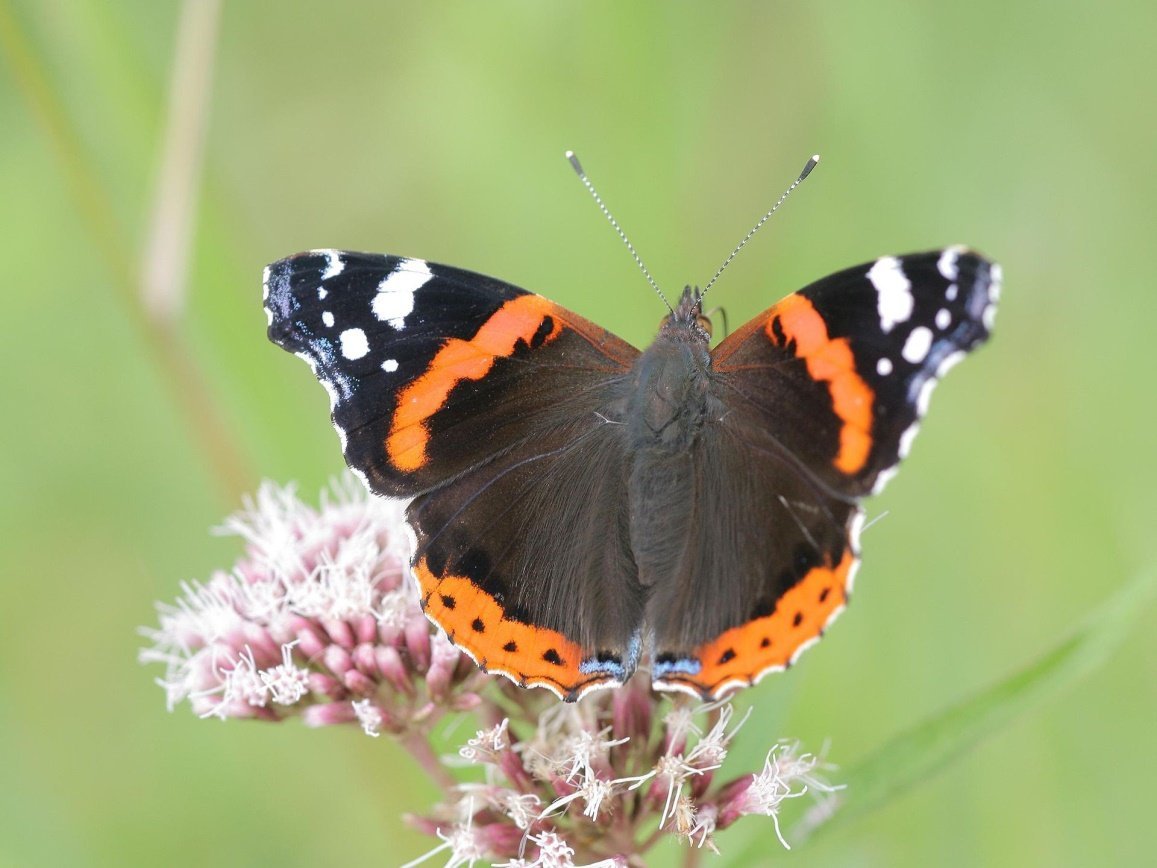 Бабочка Адмирал на крапиве