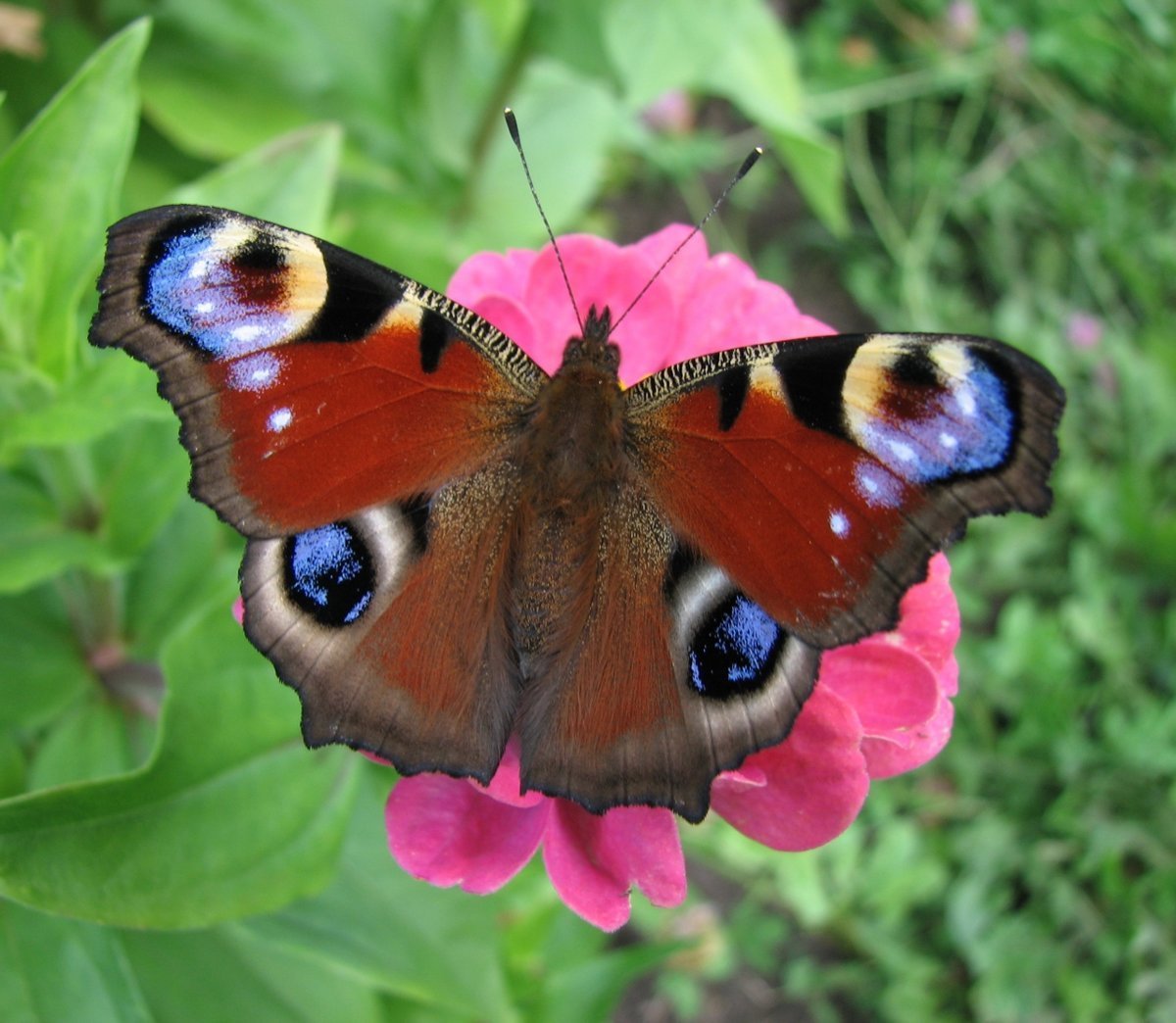 Бабочка красный Адмирал