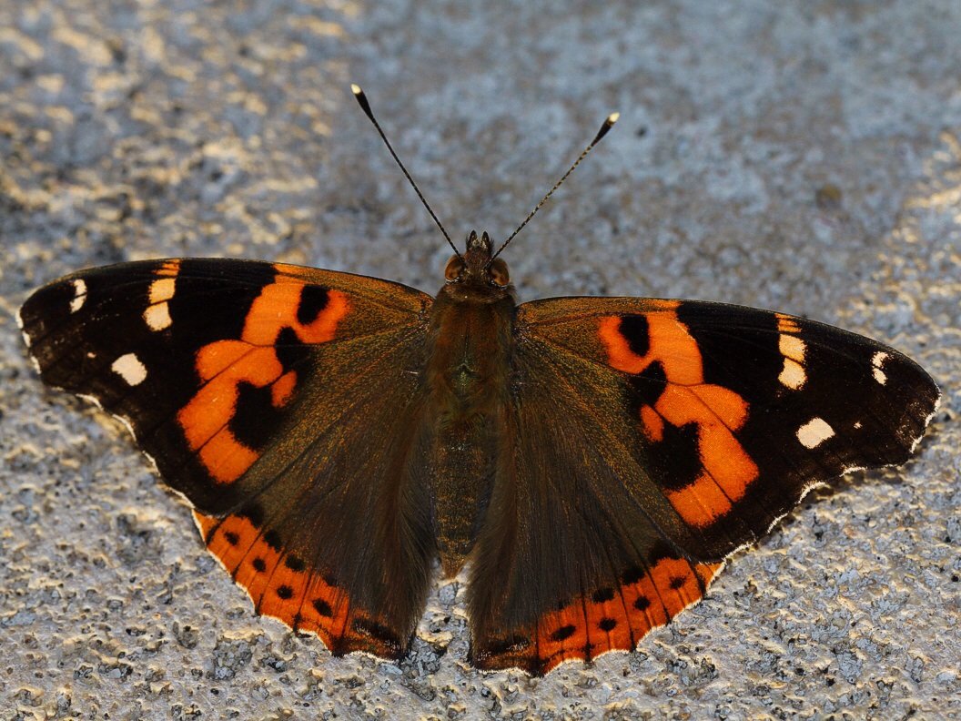 Поликсена Зеринтия Поликсена,