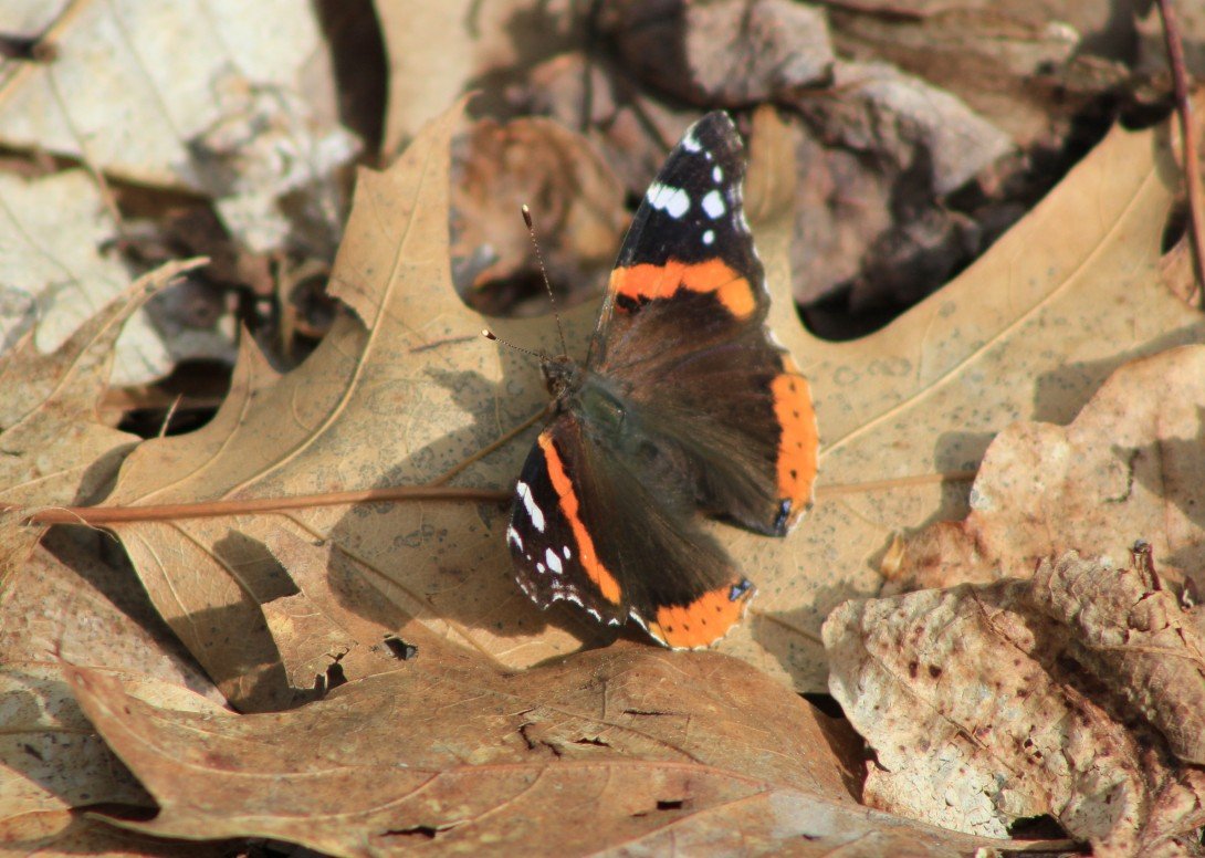 Нимфалиды бабочки Адмирал