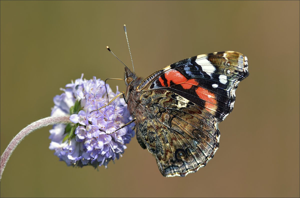 Лимонница голубянка Икар желтушка Луговая Зорька