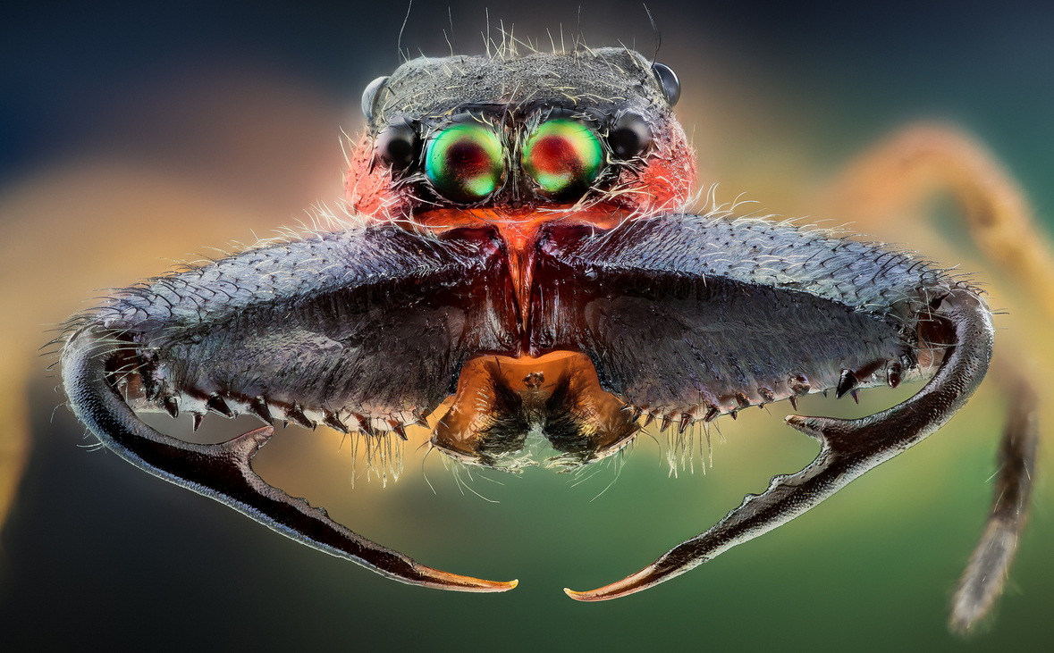 Макросъемка насекомых