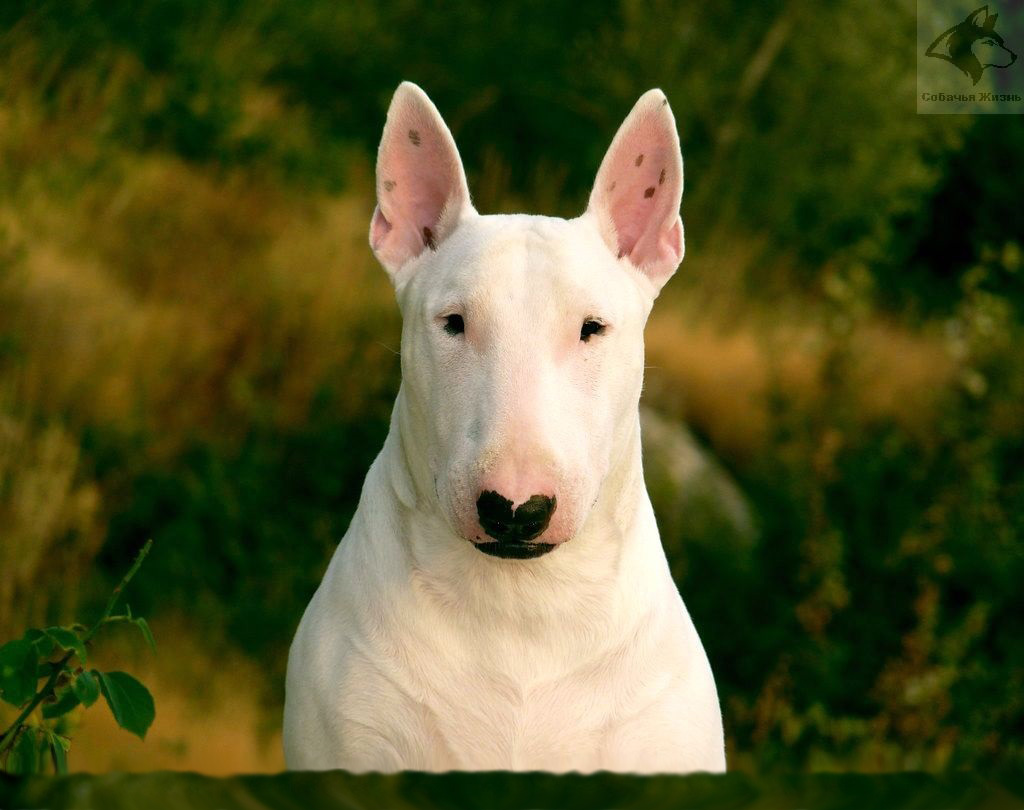 Бультерьер альбинос
