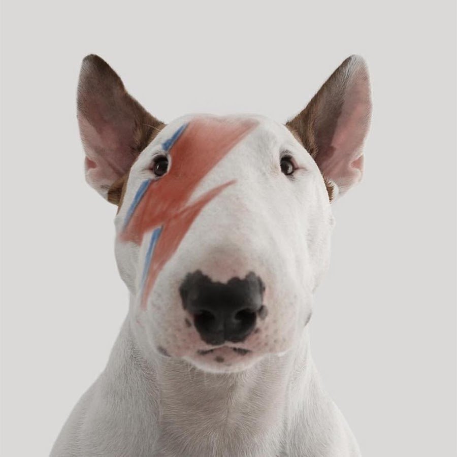 Сиамский бультерьер