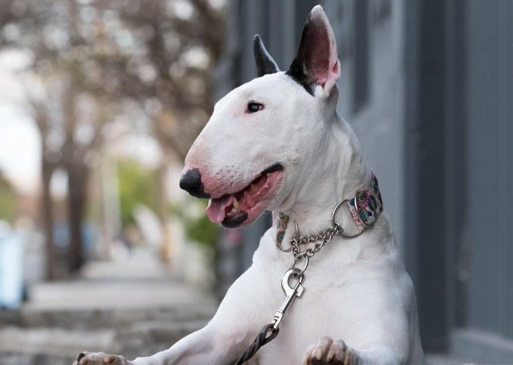 Бультерьер злой Бойцовский