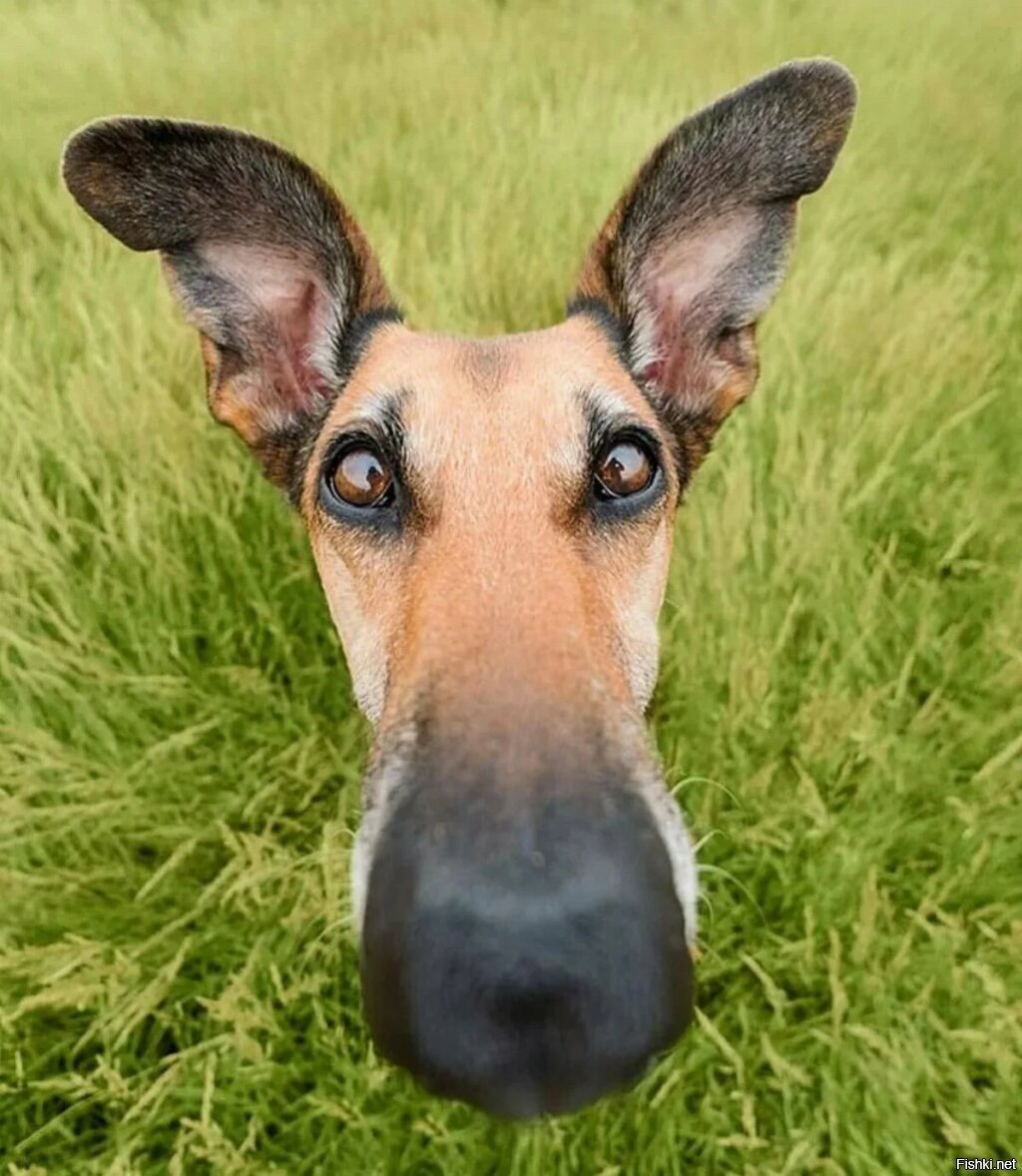 Морда собаки