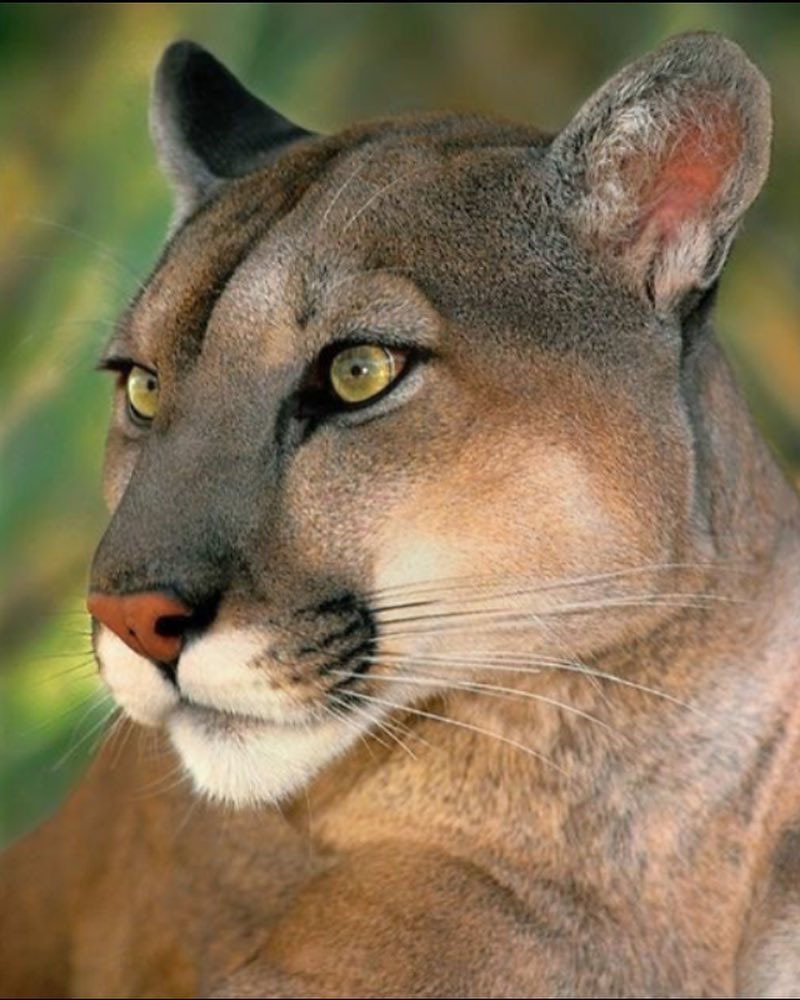 Пума конколор Кугуар