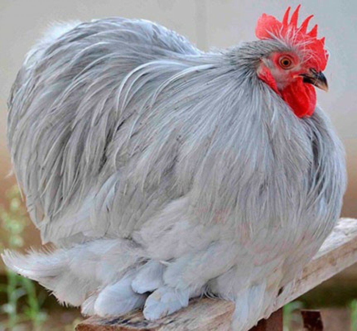 Пекинская бентамка