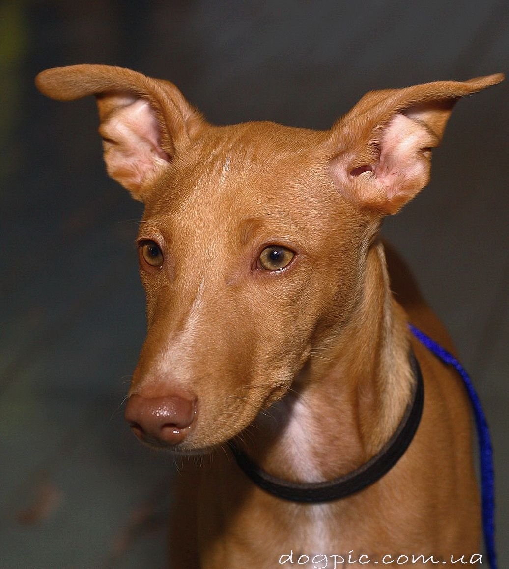 Кенгуровая борзая