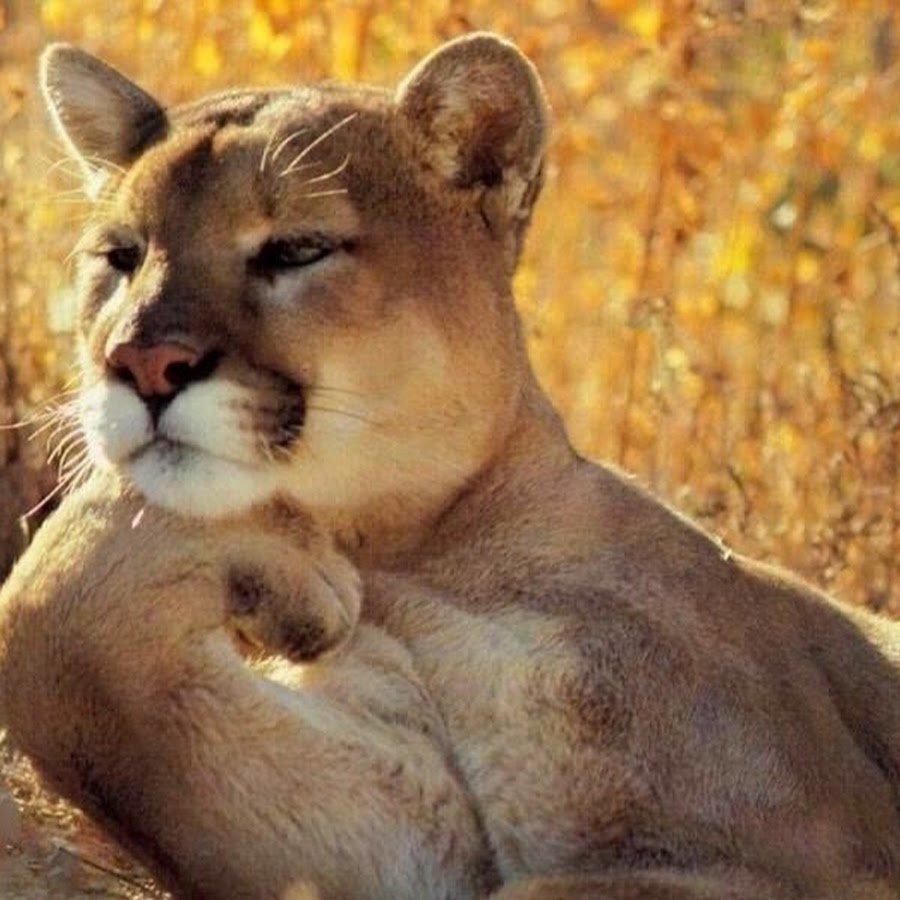 Гордая львица