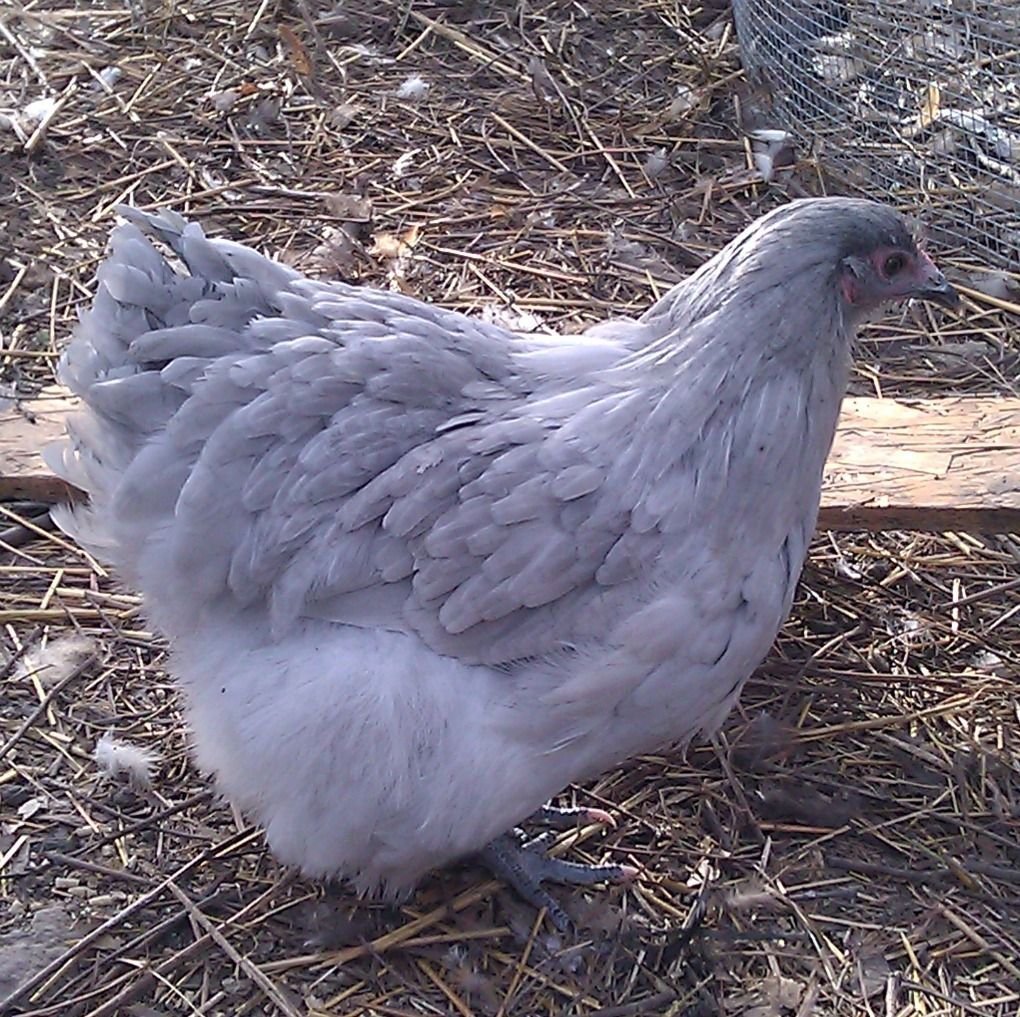 Орпингтон лавандовый