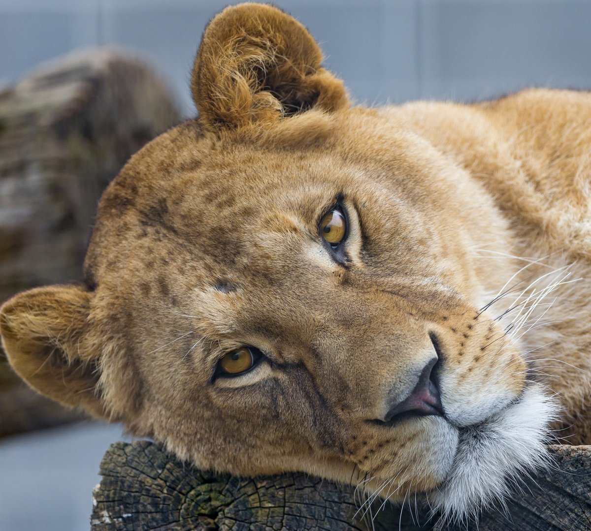 Морда львицы