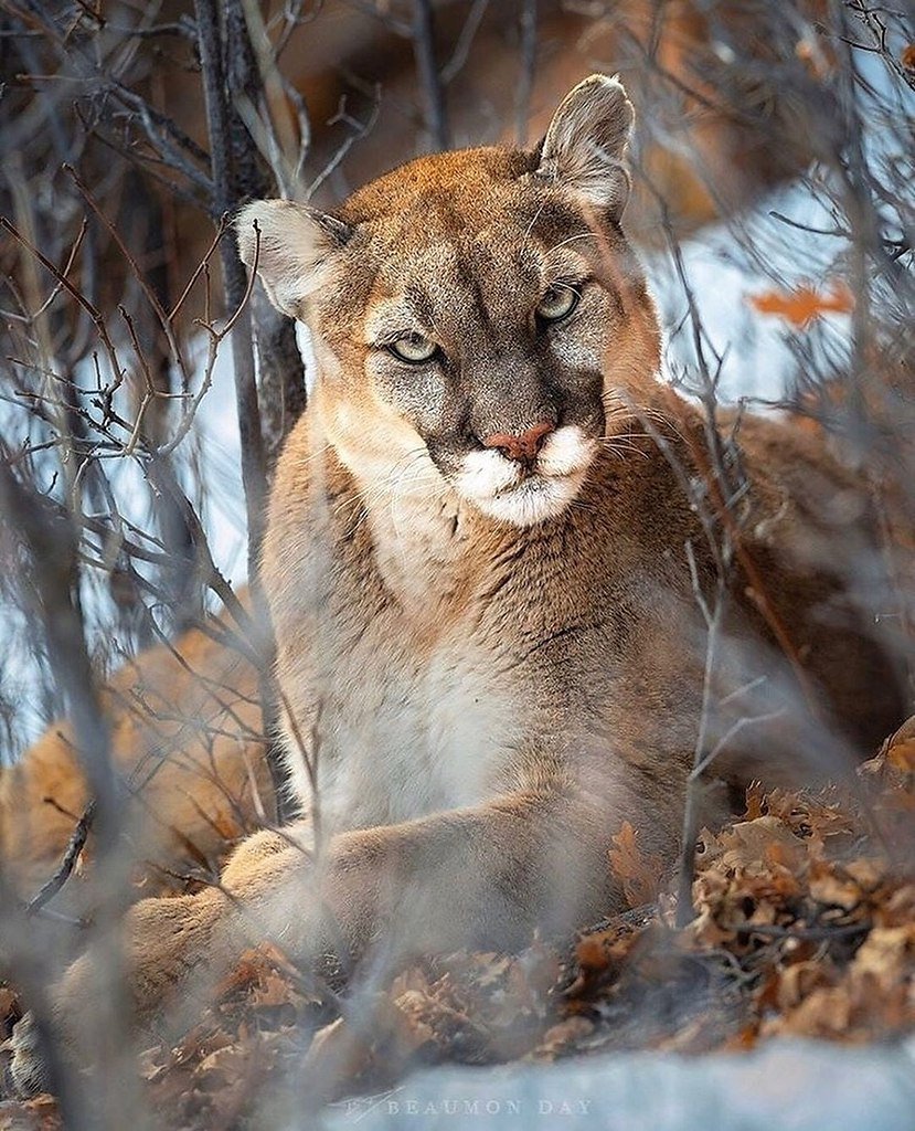 Пума Дикая кошка