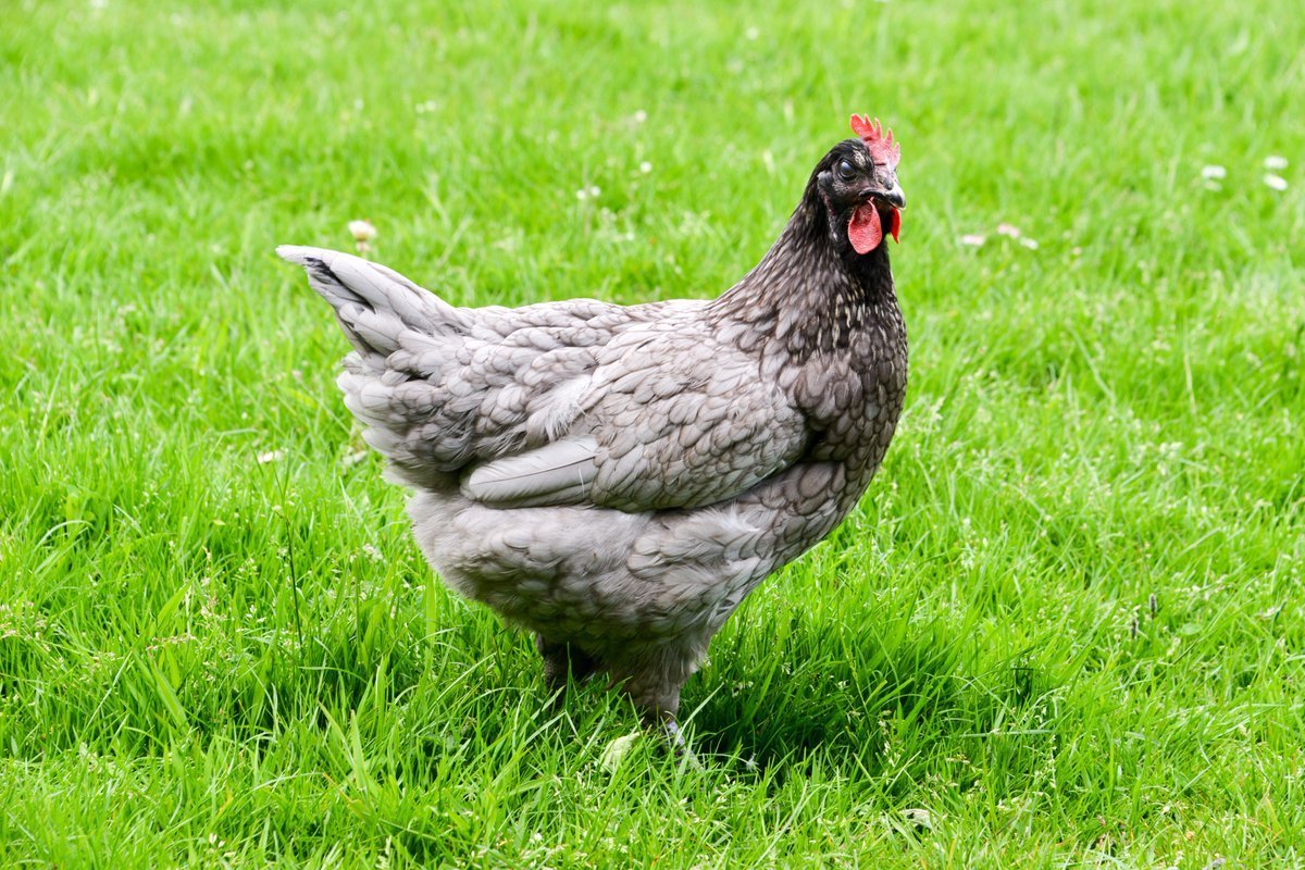 Куры породы силверуд Блу