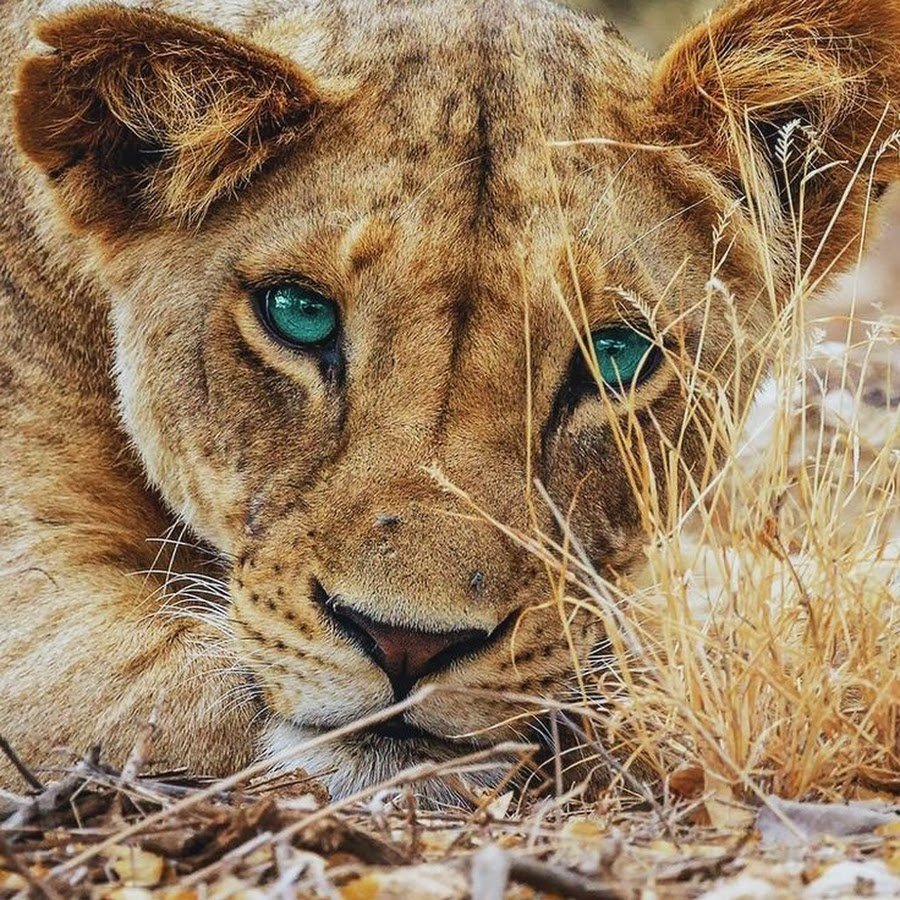 Красивая львица