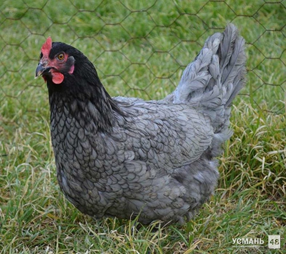 Чешский Доминант крапчатый