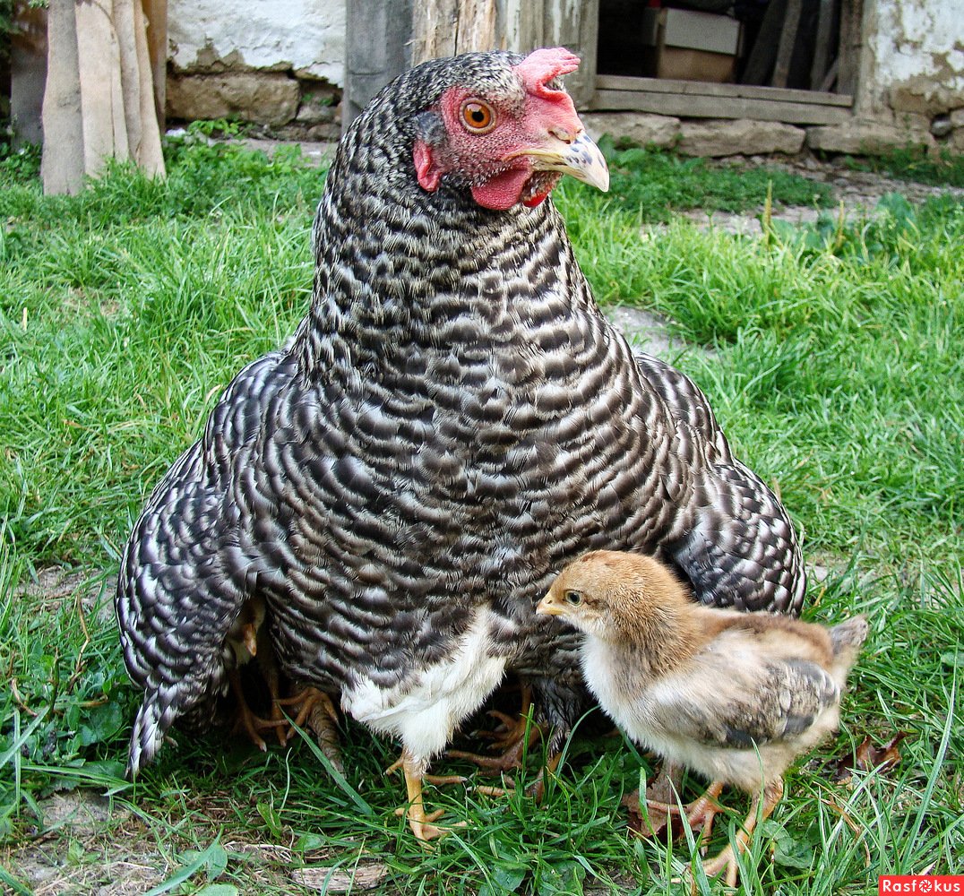 Курочка Ряба порода кур