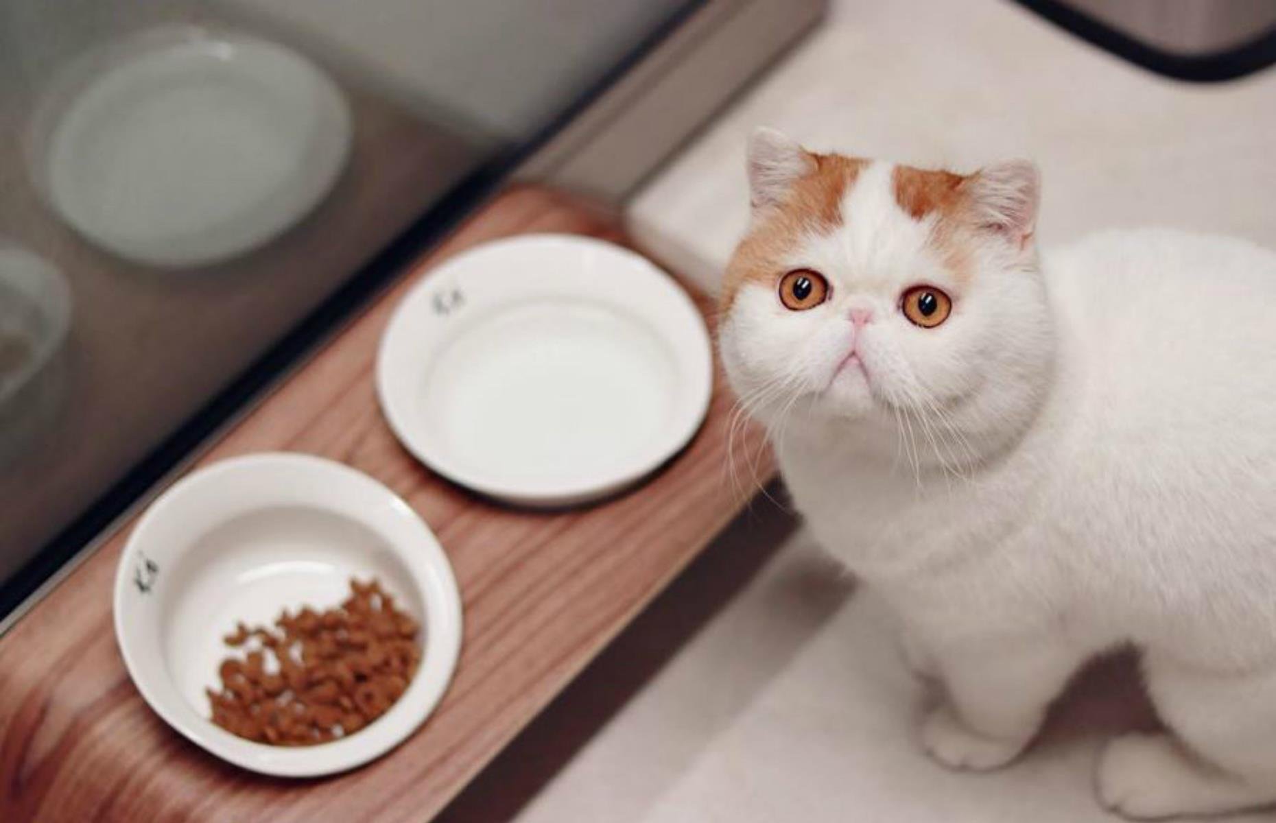 Котики в китае видео. Порода Снупи. Кошка Снупи. Экзотическая короткошерстная кошка Снупи. Китайский кот.