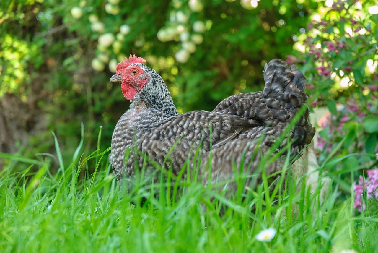 Дикие курицы в природе