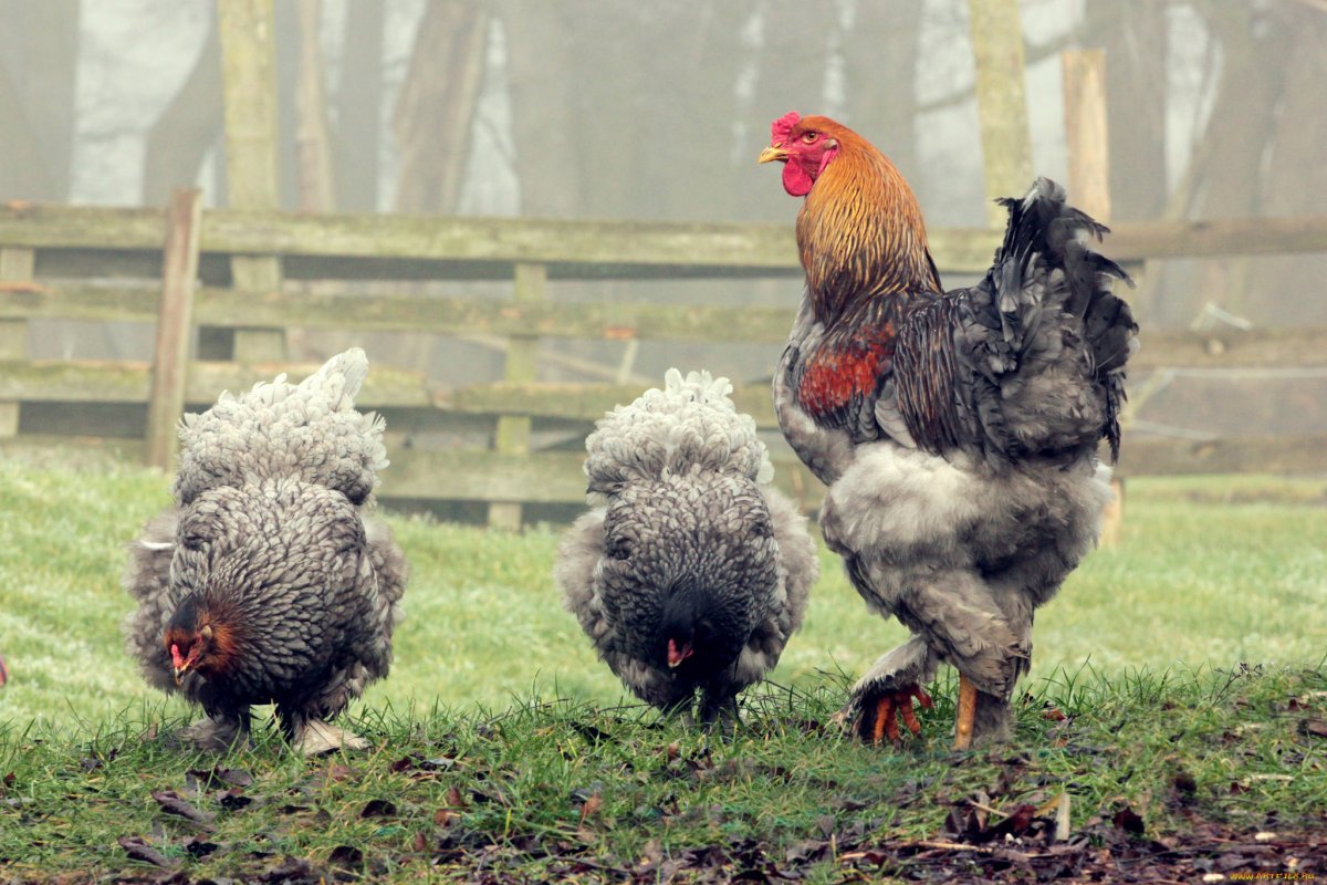 Куры с петухом