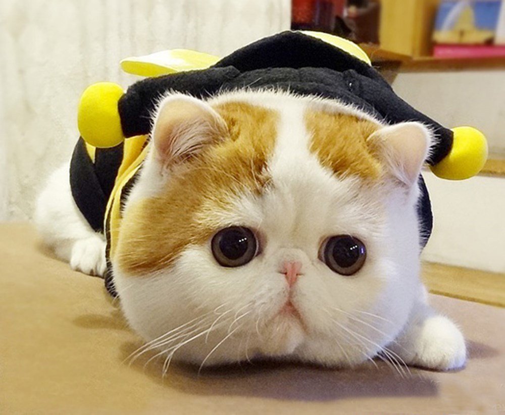 Котенок с грустными глазами