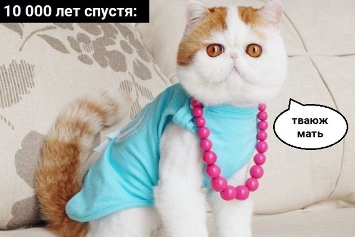 Коты экзоты смешные