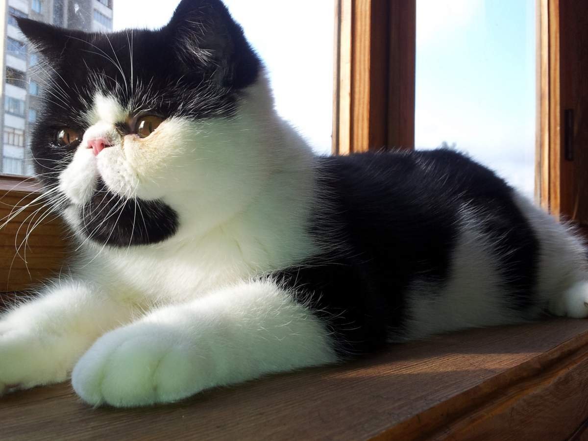 Кошки экзоты короткошерстные