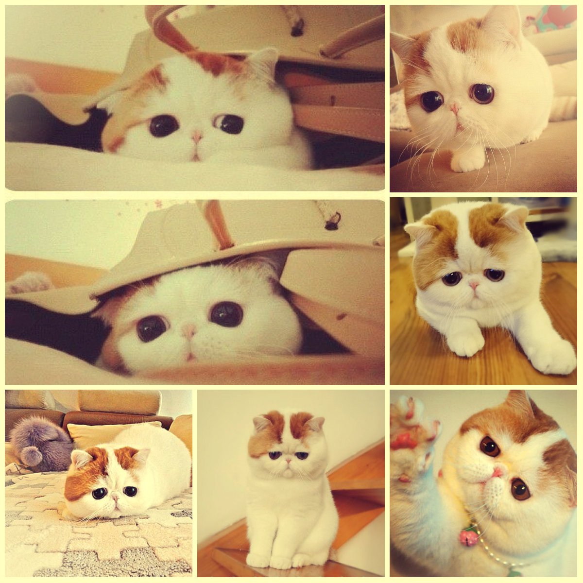 Милые котики с большими глазами