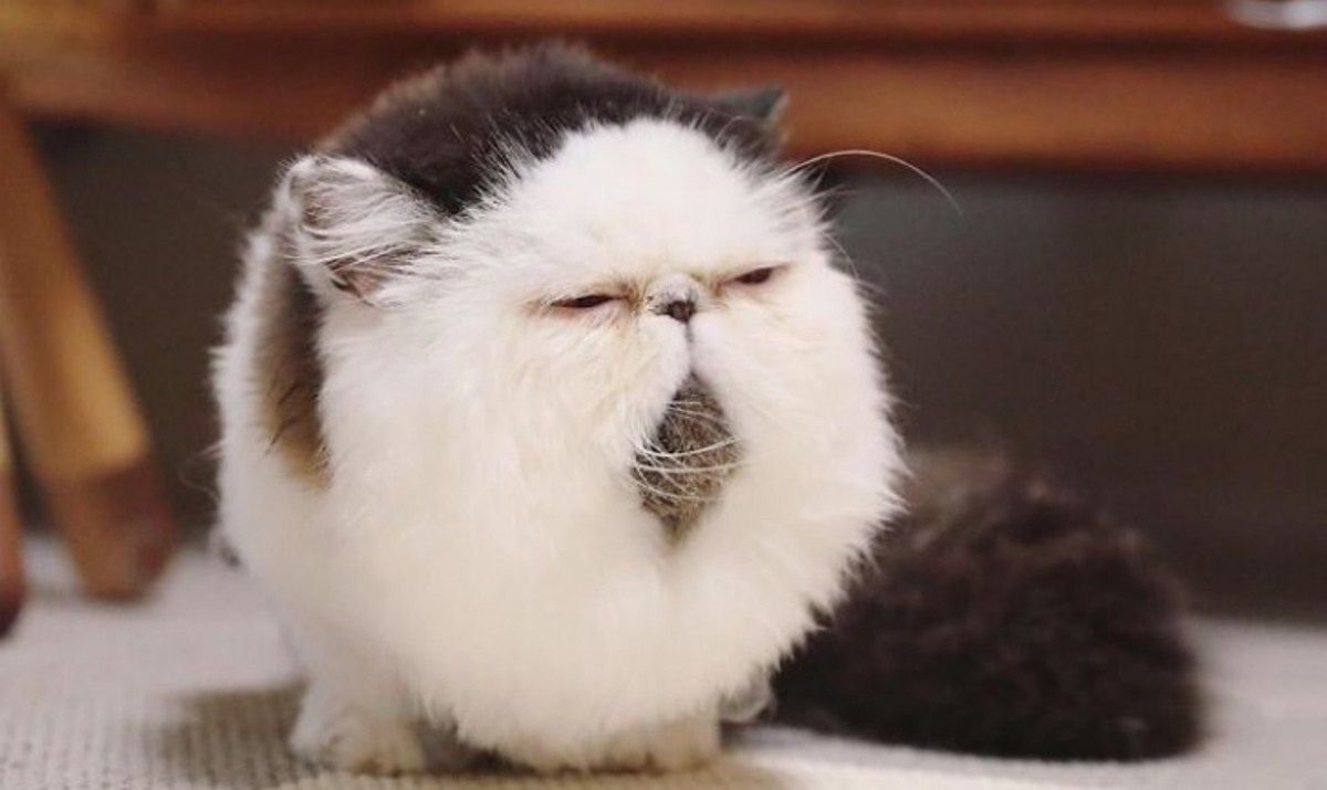 Японские коты с узкими глазами