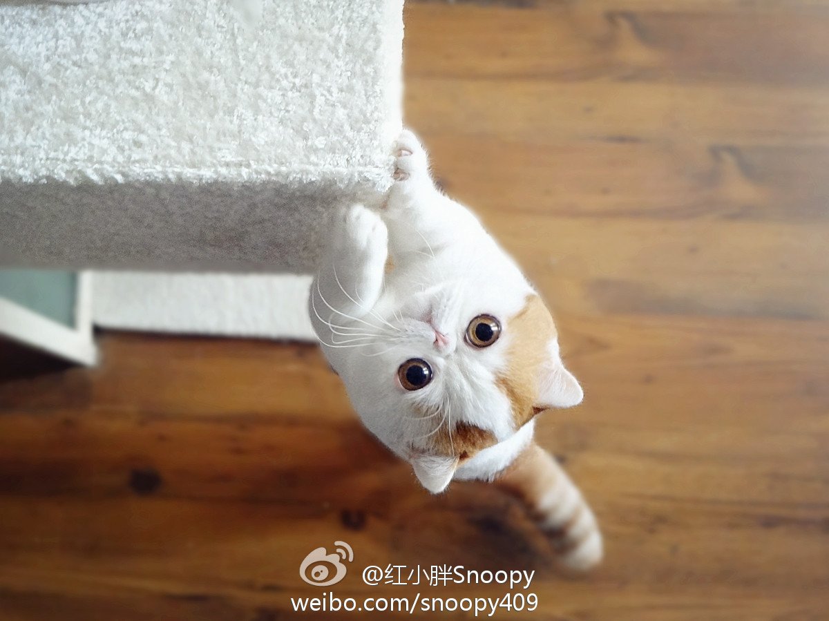 Кот Снупи из Японии