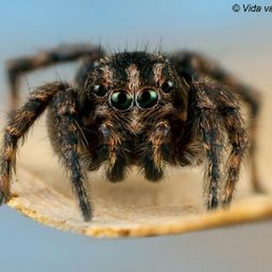 Южноафриканские пауки