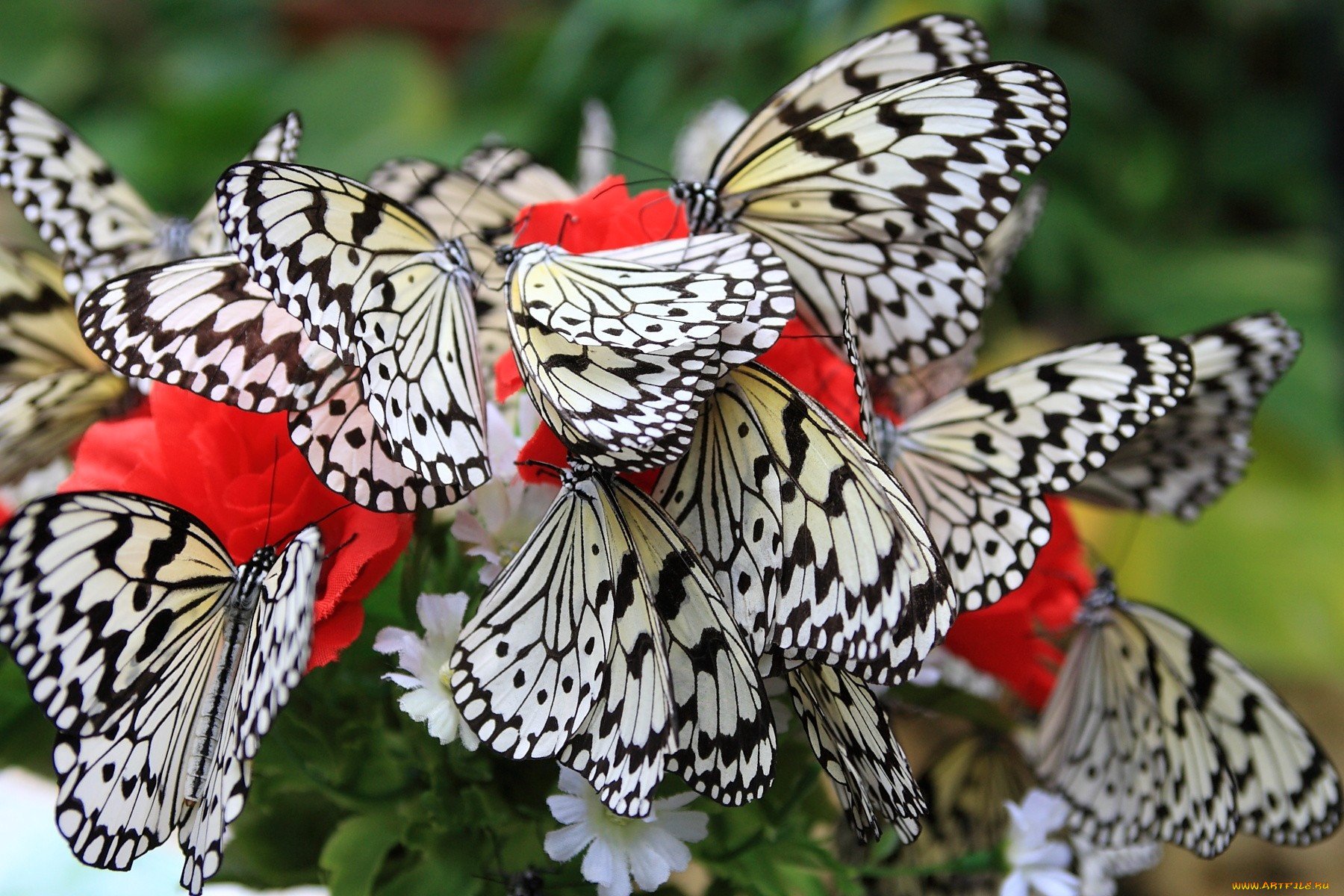 Пять пестрых. Много бабочек. Много красивых бабочек. Стая бабочек. Стая красивых бабочек.