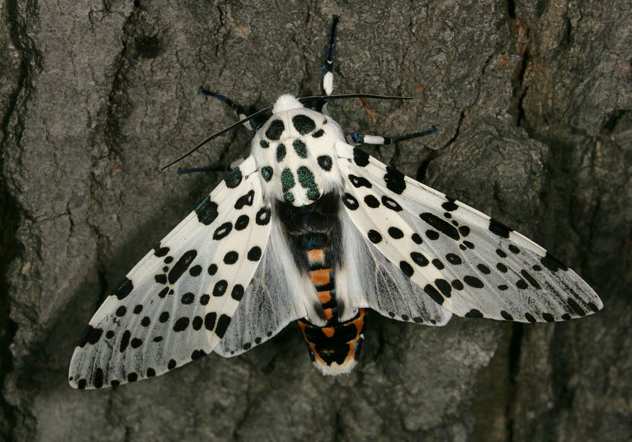 Мотылки. Hypercompe scribonia. Медведица Кайя бабочка самка. Ночная бабочка Медведица Кайя. Giant Moth бабочка.