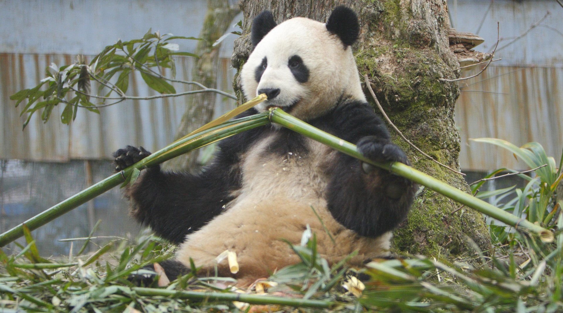 Панды едят мясо. Бамбуковые панды китайские. Панда жует бамбук. Китай Панда бамбук. Большая Панда с бамбуком.