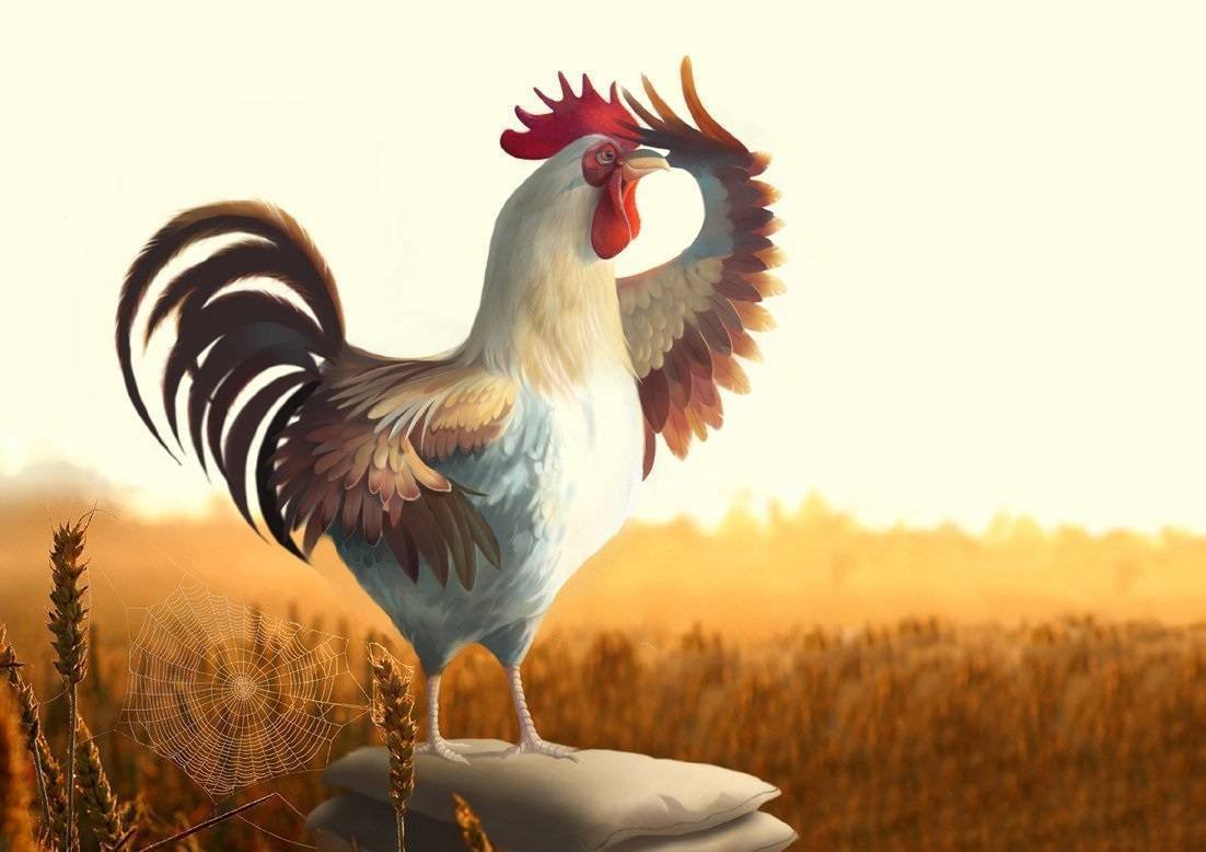 Утро петух