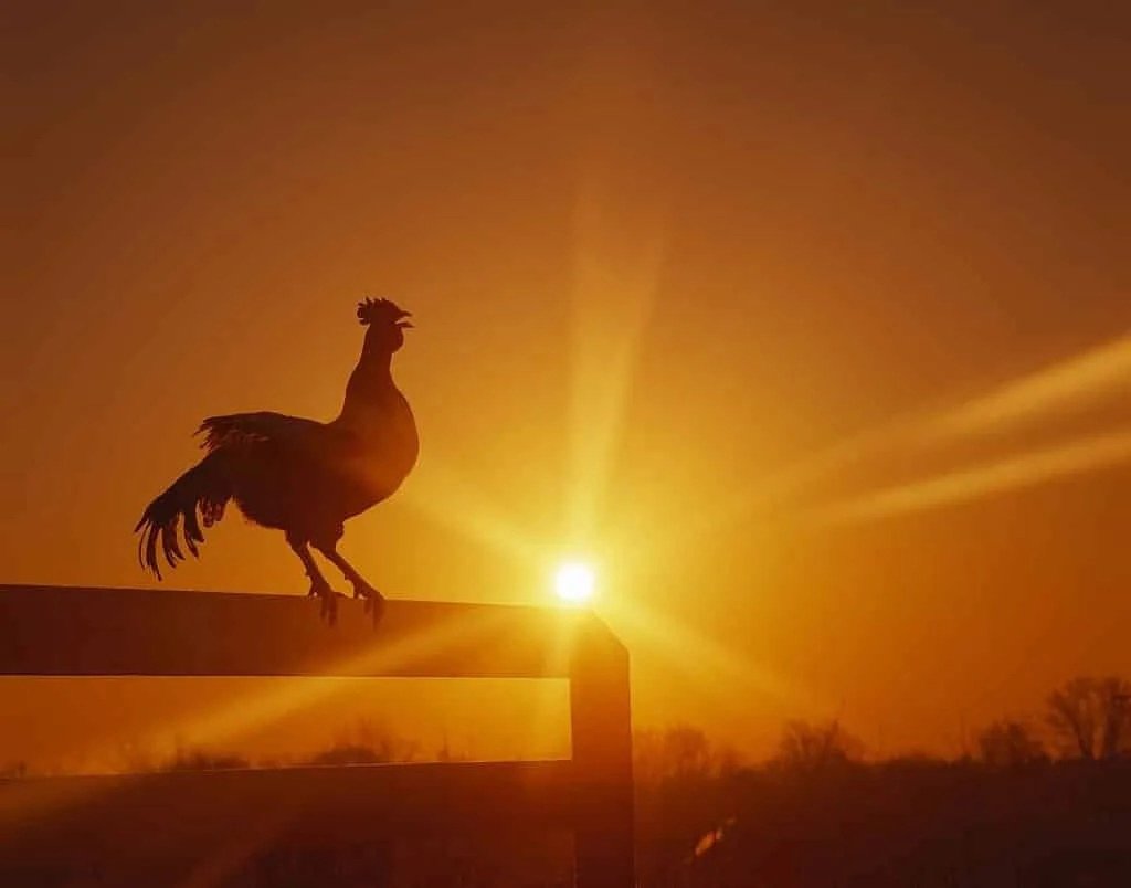 Петух на фоне рассвета
