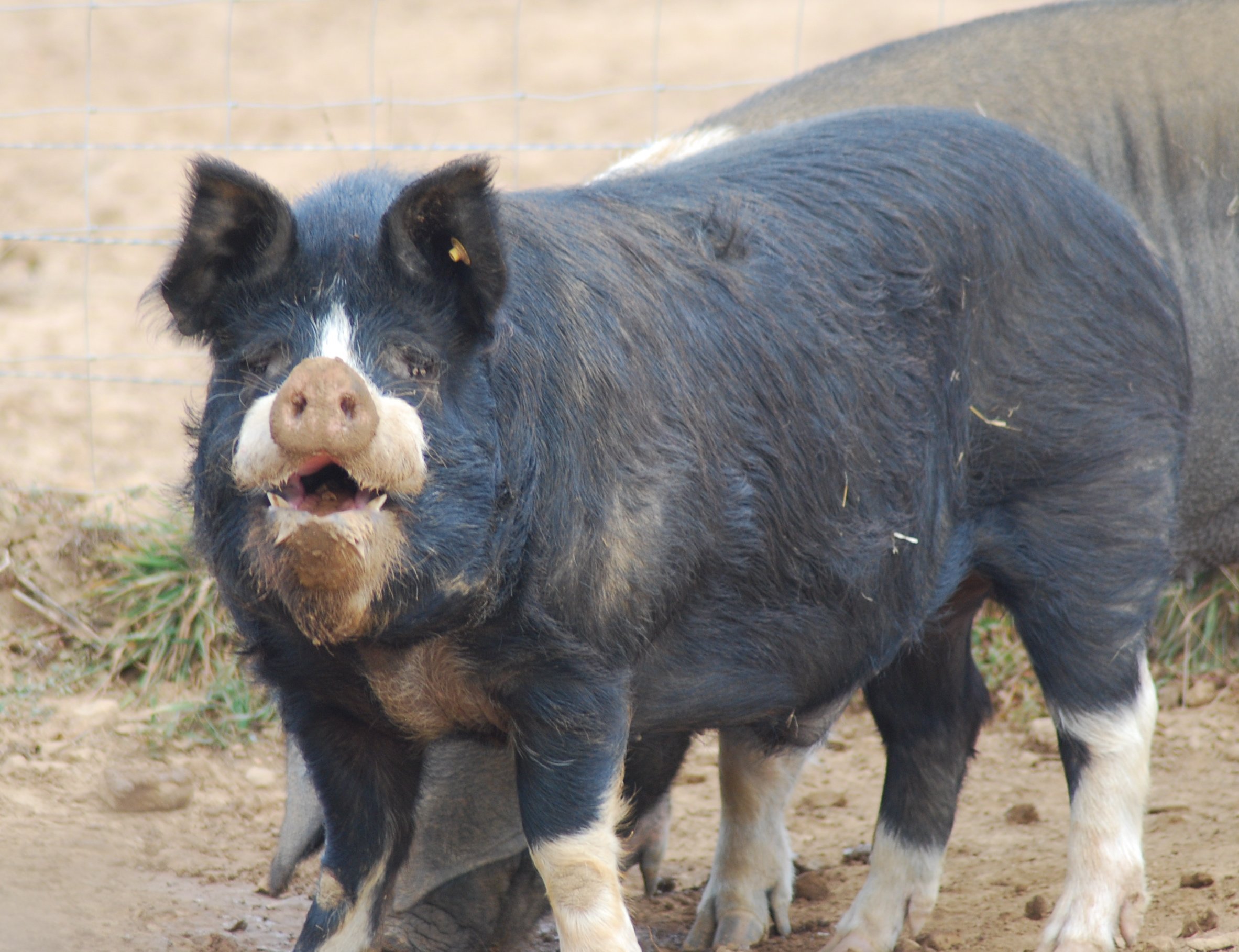 Крупная черная порода. Беркширская порода свиней. Биоширская порода свиней. Беркшир порода. Кемеровская порода свиней.