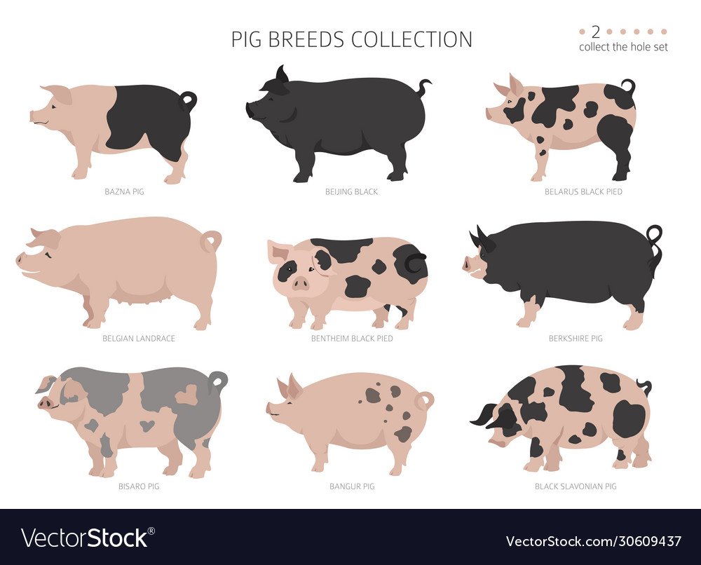 Описание породы поросят Оксфорд