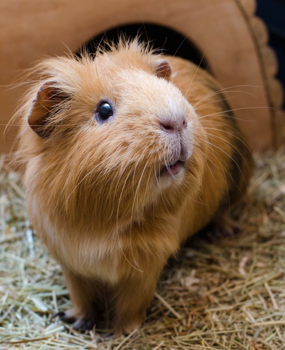 Свинки морские свинки