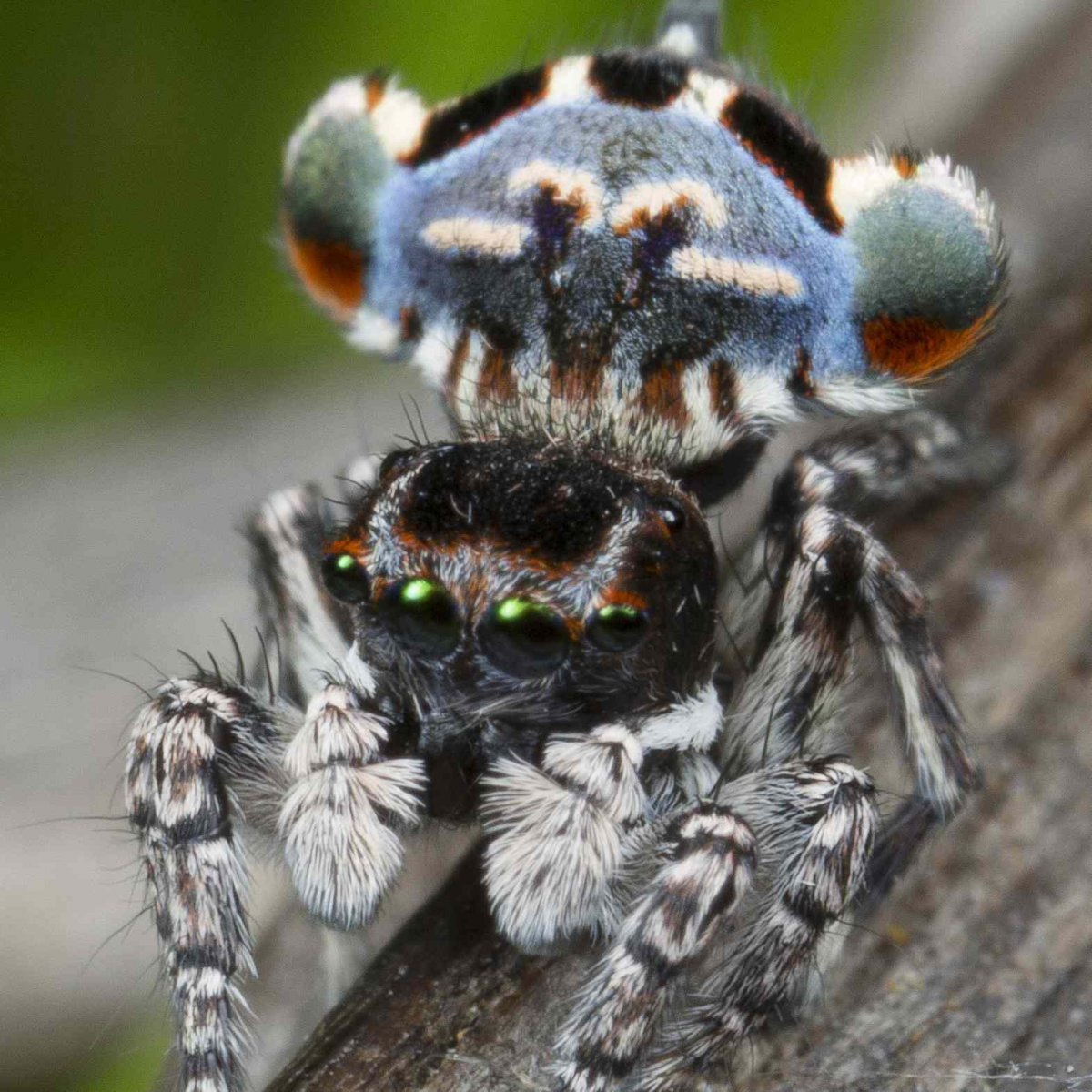 Паук скакунчик домашний